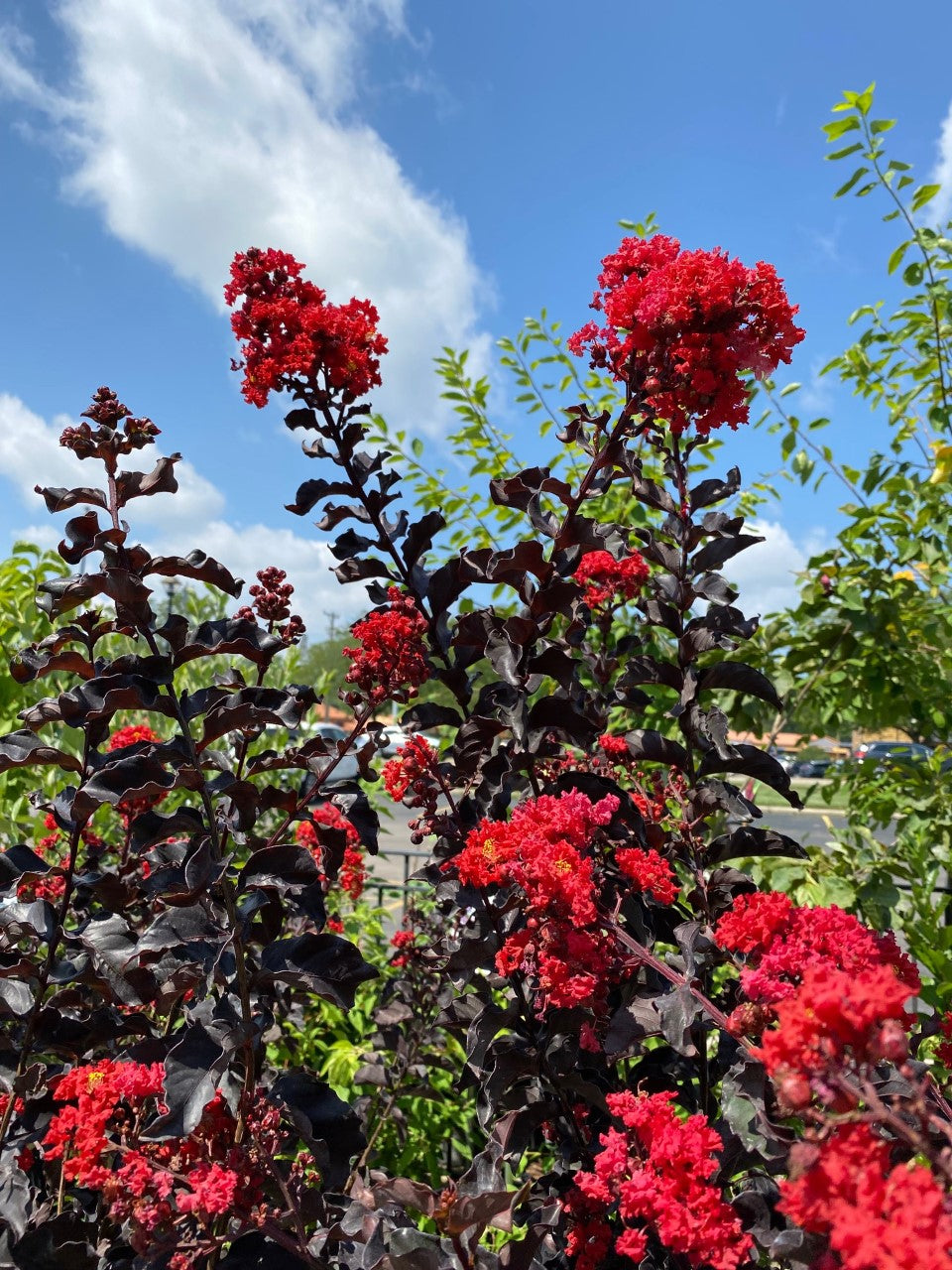 Lagerstroemia Rumbling Red Lagerstroemia THS Rumblin Red #3 – The Siebenthaler Company