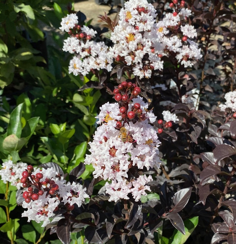 Lagerstroemia THS White Flash 