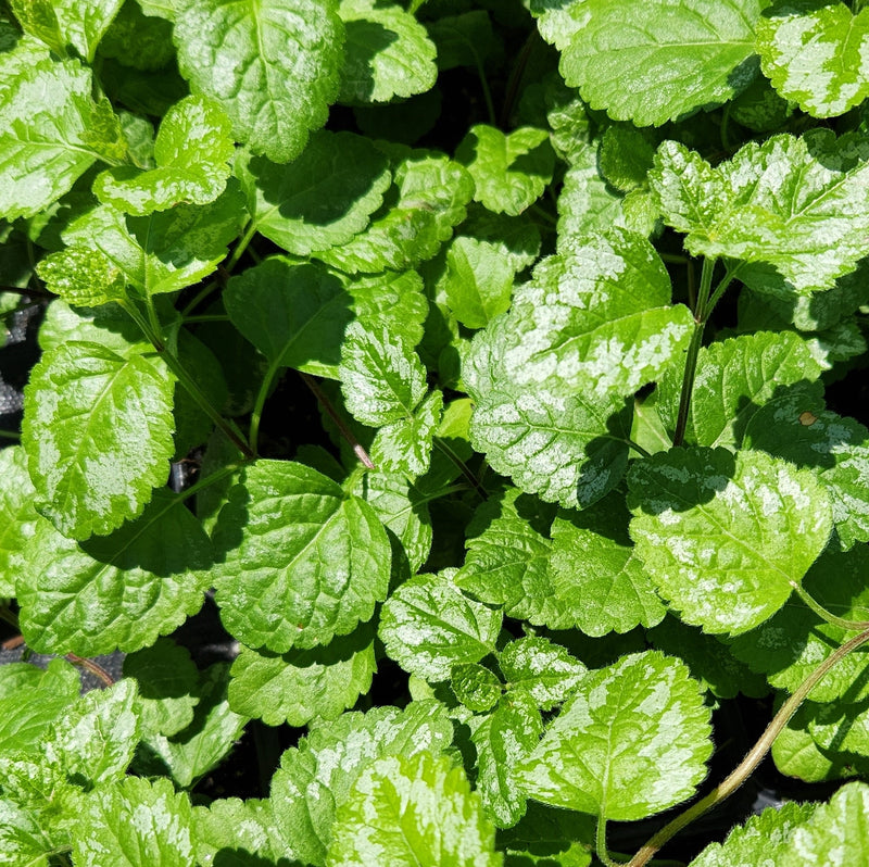 Lamiastrum g variegatum 