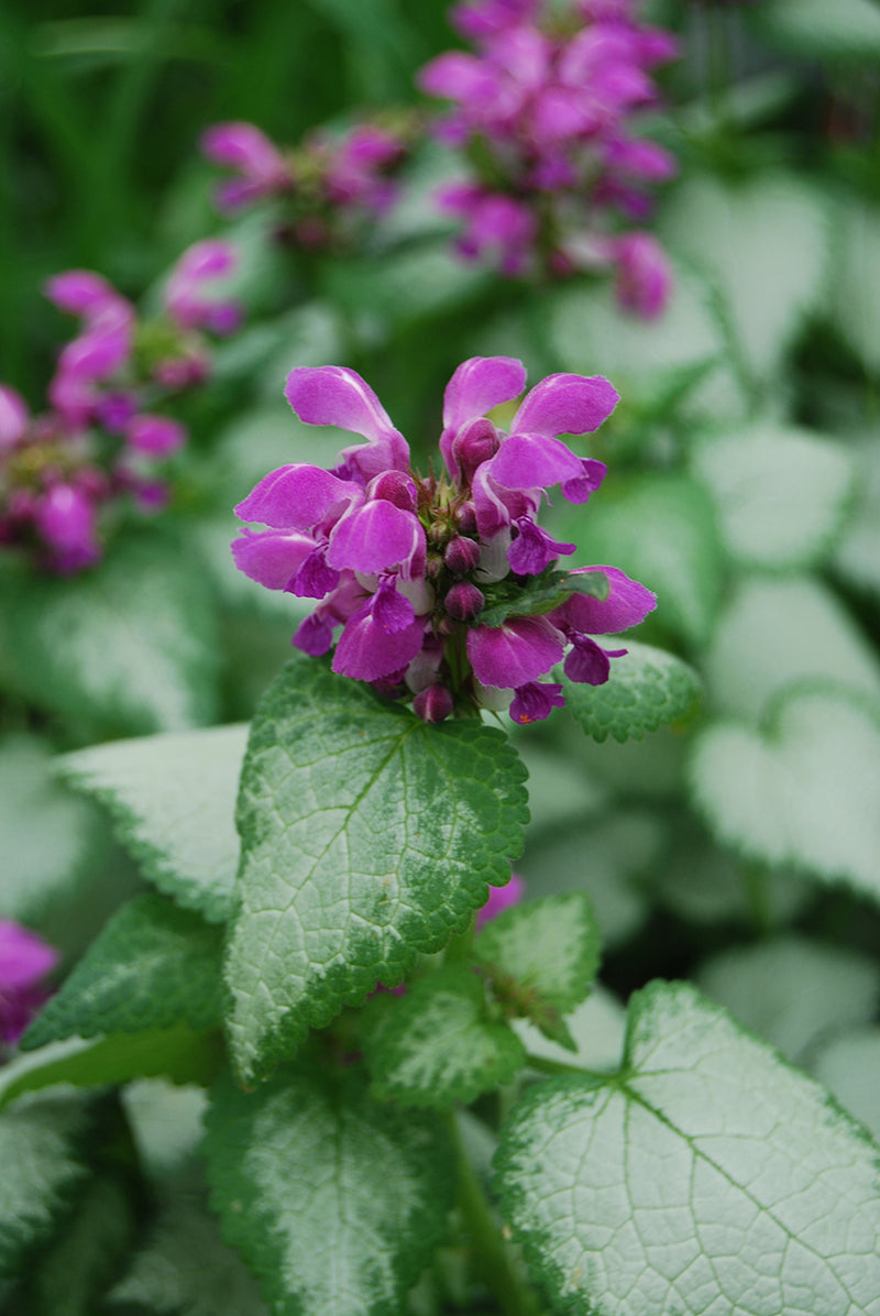 Lamium Purple Dragon 