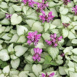Lamium Beacon Silver 1 qt