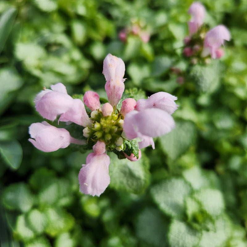 Lamium Pink Pewter 