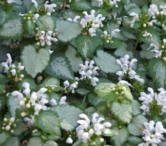 Lamium White Nancy 1 qt