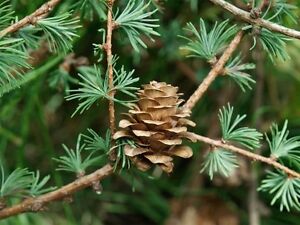 Larix kaempferi 