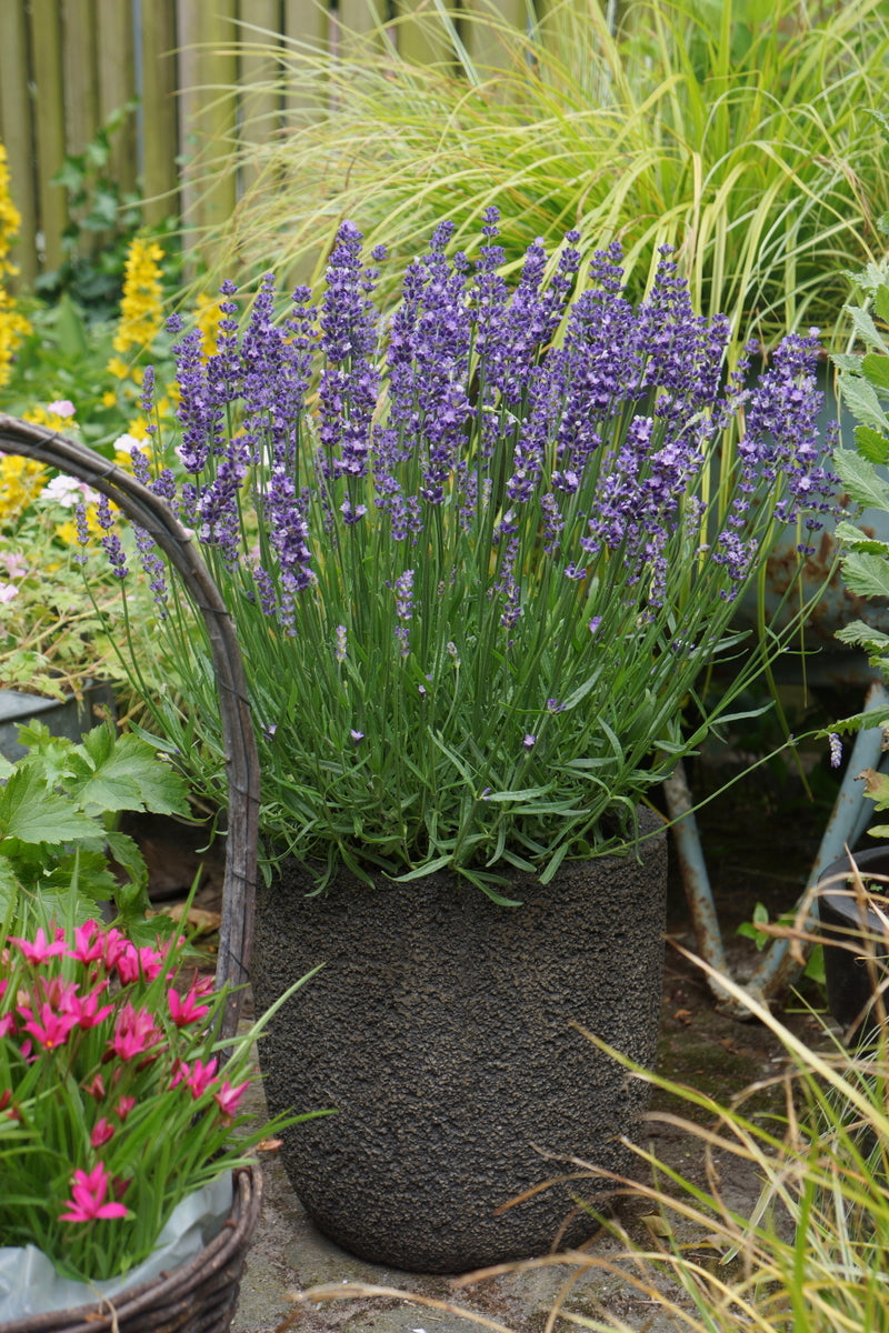 Lavandula Big Time Blue 