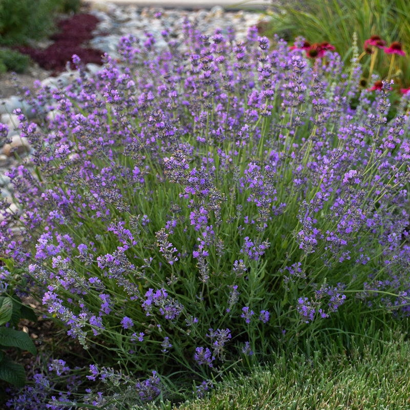 Lavandula  Munstead 