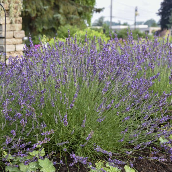 Lavandula x Phenomenal 