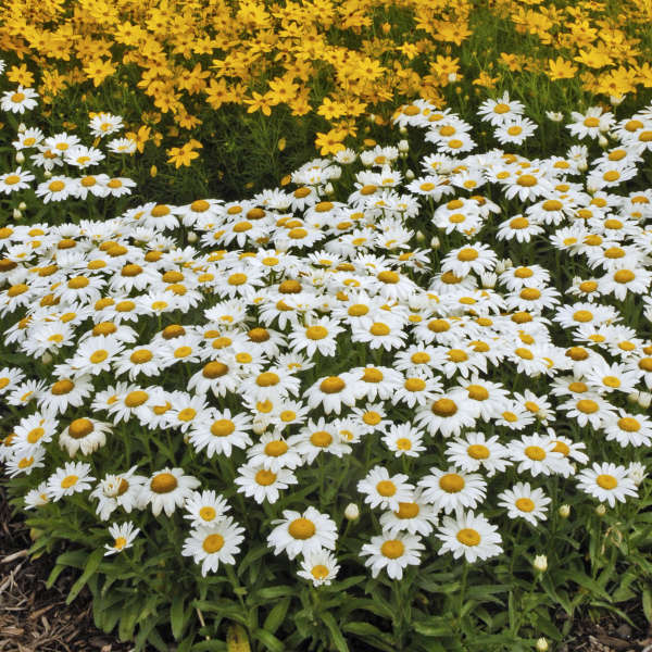 Leucanthemum Snowcap 