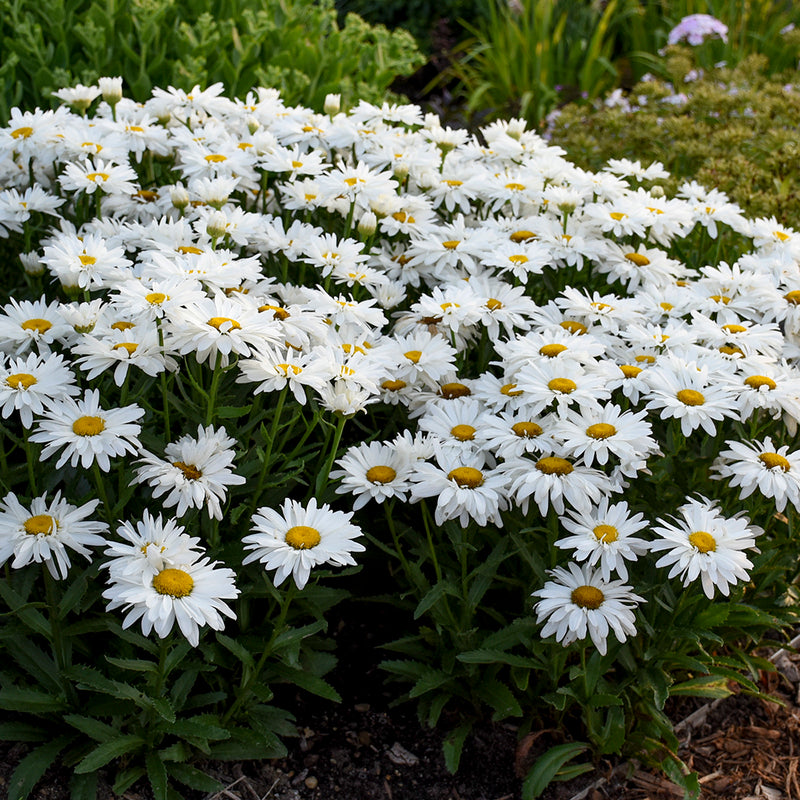 Leucanthemum Whoops-a-Daisy 