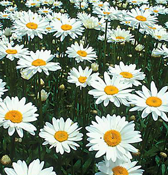 Leucanthemum Becky 