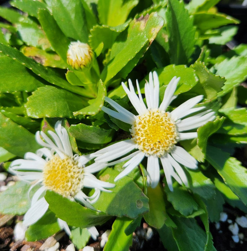 Leucanthemum Carpet Angel 