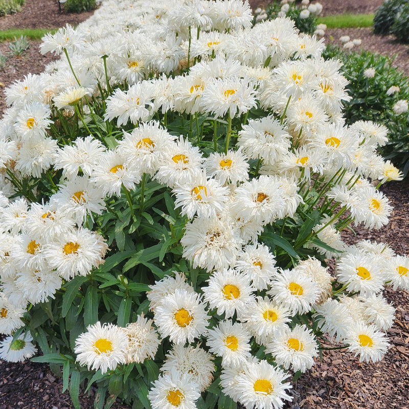Leucanthemum Coconut 