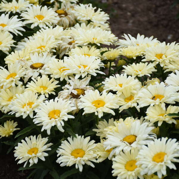 Leucanthemum Seventh Heaven 