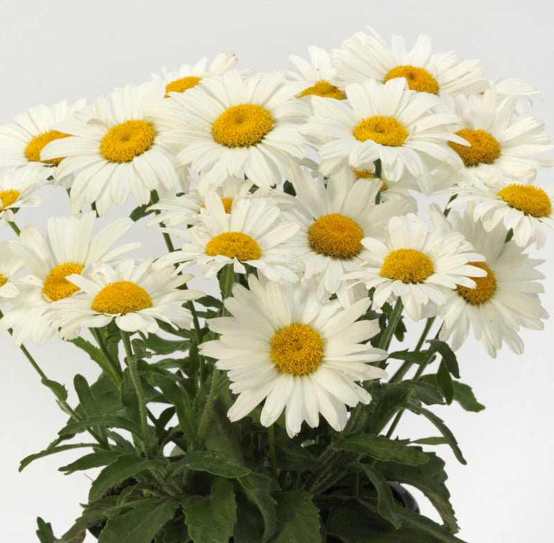 Leucanthemum White Lion 