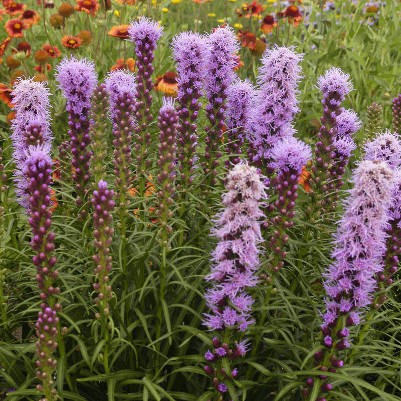 Liatris spicata Kobold 