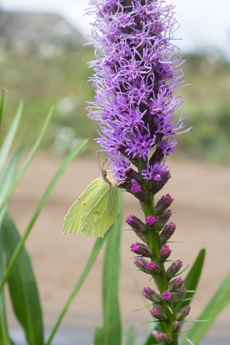 Liatris spicata 1 qt