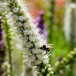 Liatris spicata alba 1 qt