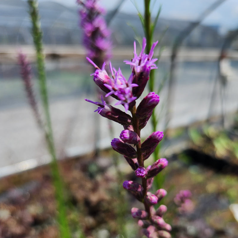 Liatris aspera 