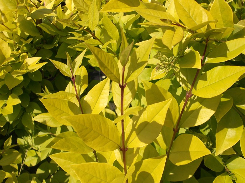 Ligustrum x vicaryi 