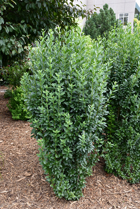 Ligustrum v Straight Talk 