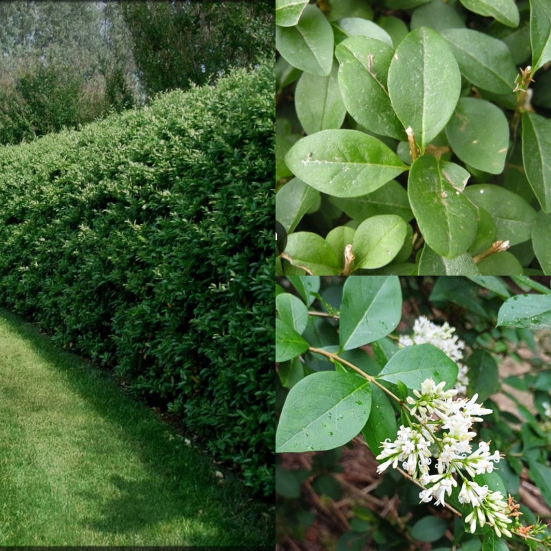 Ligustrum ovalifolium  