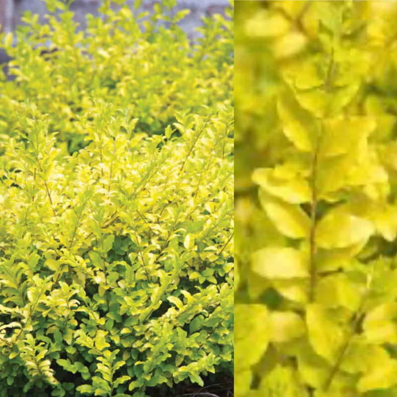 Ligustrum s Sunshine 