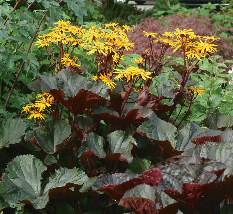 Ligularia Britt Marie Crawford 