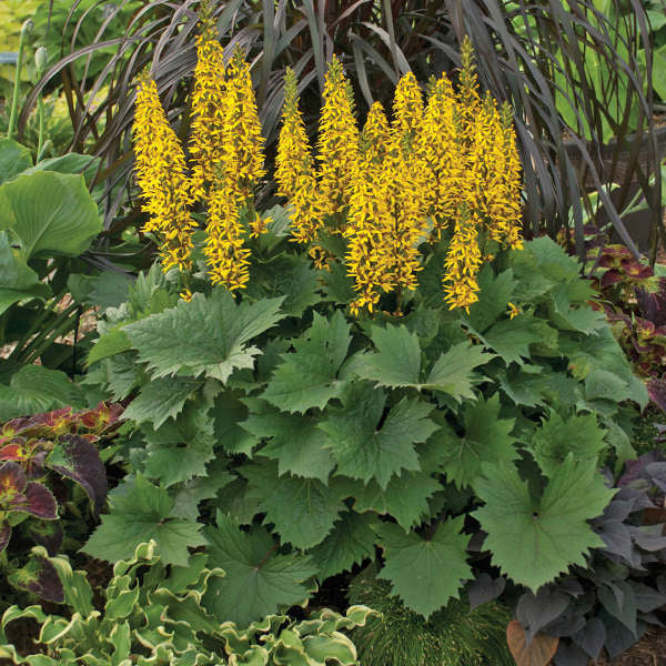 Ligularia Bottle Rocket PW