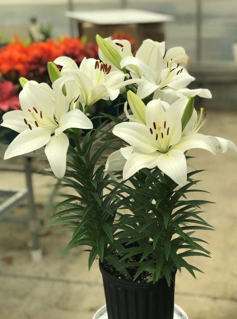 Lilium LA Summer Snow 