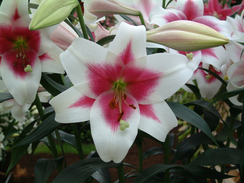 Lilium Tr Triumphator 