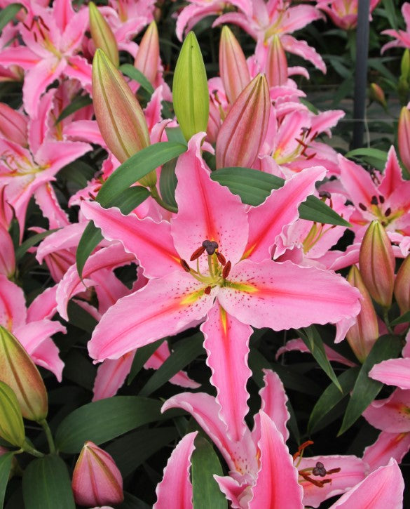 Lilium o Royal Pink 