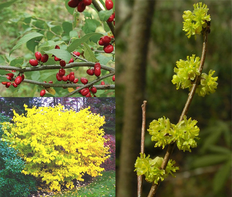 Lindera benzoin 