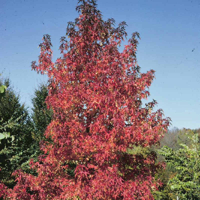 Liquidambar s Moraine 1.5"