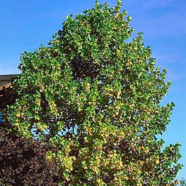 Liriodendron tulipifera 4.5"