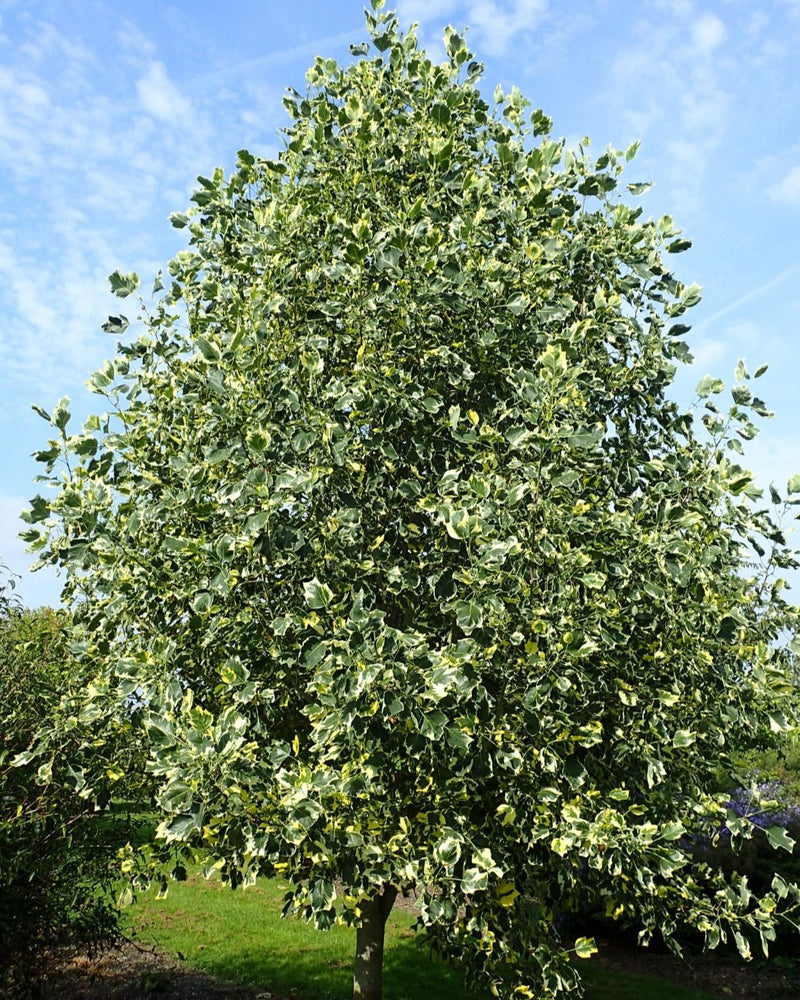 Liriodendron t Snow Bird 