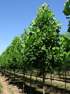 Liriodendron t Emerald City 2"