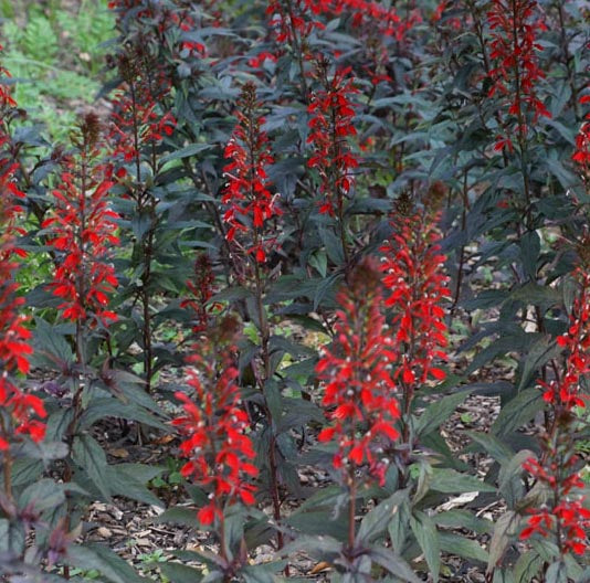 Lobelia cardinalis Black Truffle 