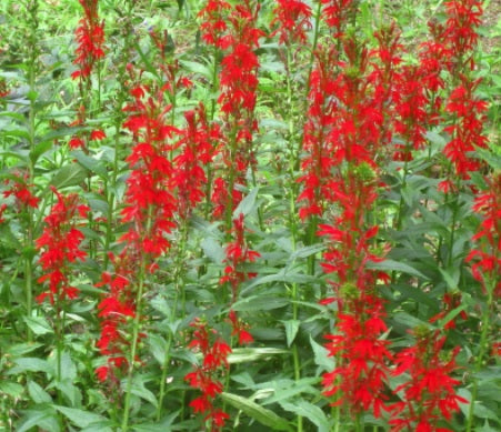 Lobelia cardinalis 