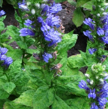 Lobelia siphilitica 