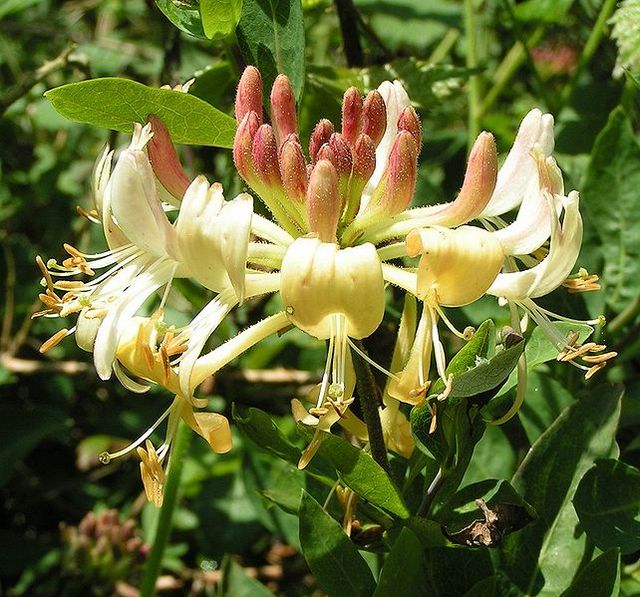 Lonicera per Sweet Tea 