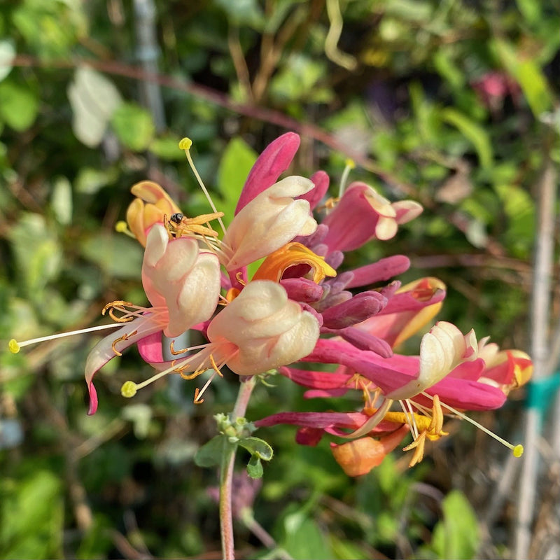 Lonicera heckrottii 