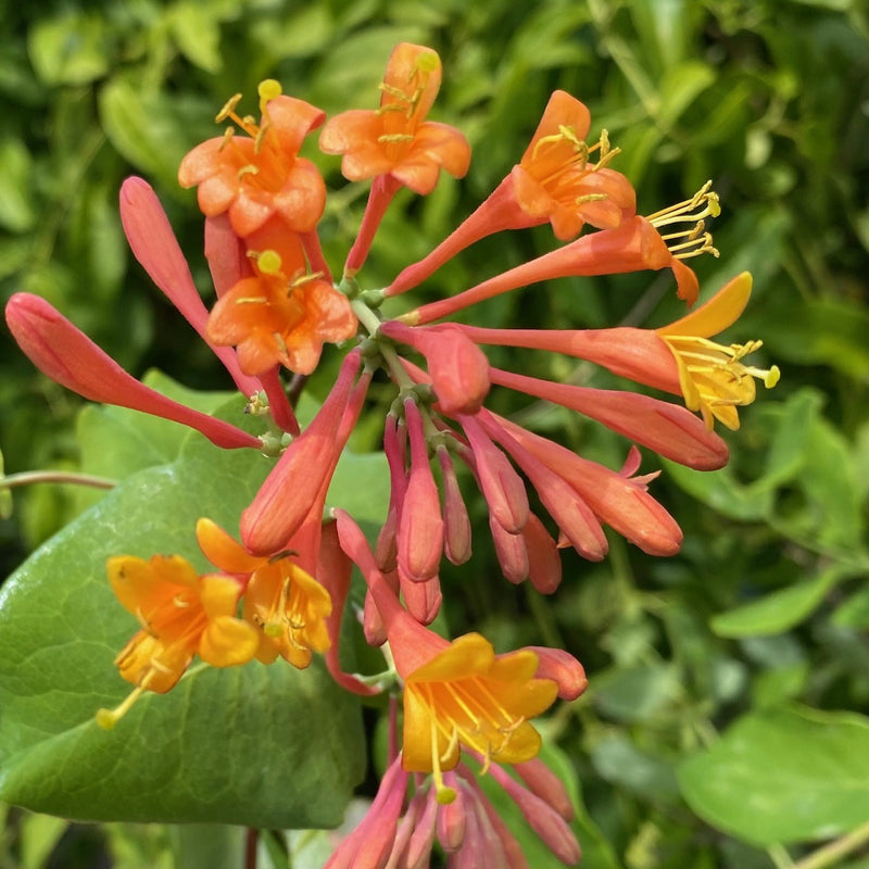 Lonicera x brownii Dropmore Scarlet 