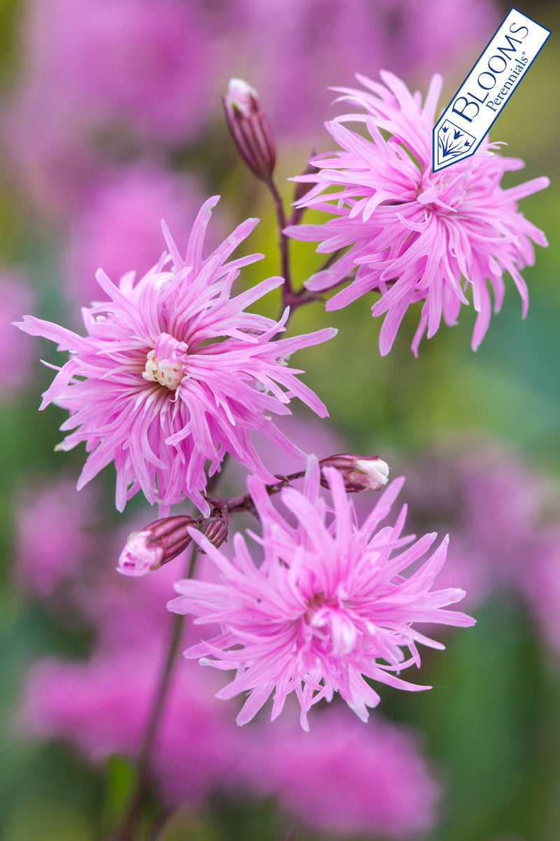 Lychnis flos-cuculi Petite Jenny 