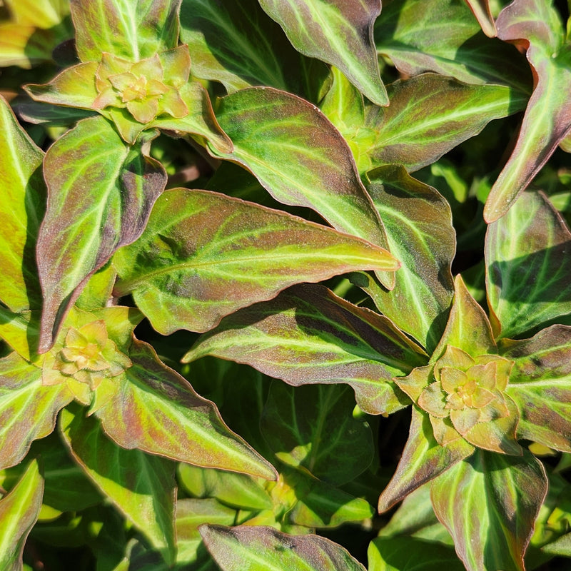 Lysimachia Night Light 1 qt