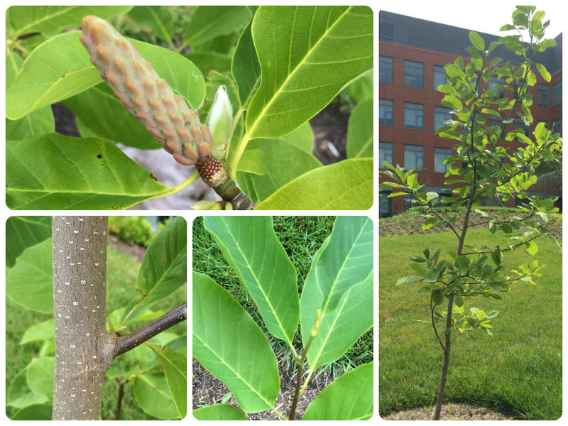 Magnolia acuminata 