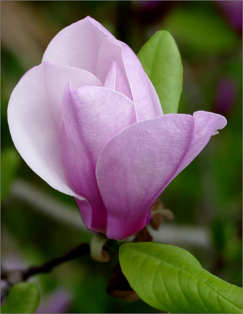 Magnolia x Jane 