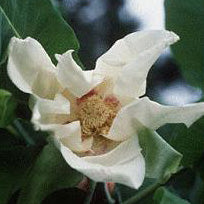 Magnolia macrophylla 