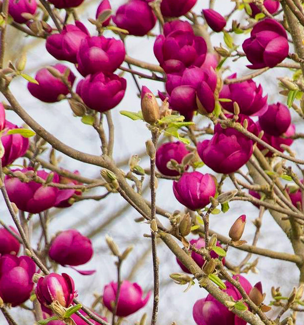 Magnolia x Black Tulip 