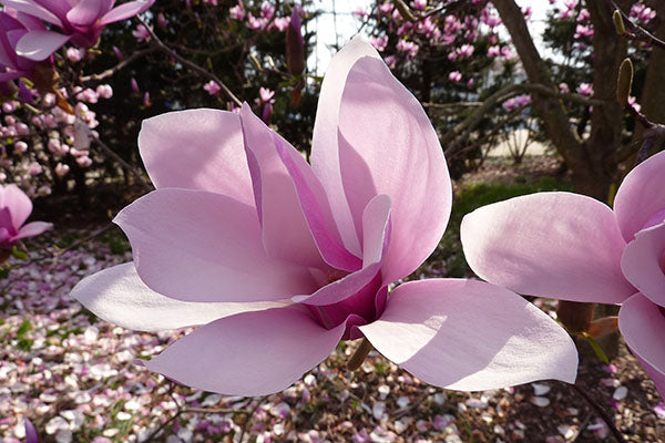 Magnolia soulangiana 