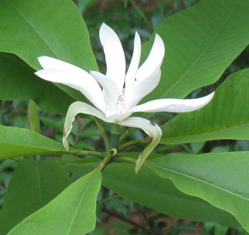 Magnolia tripetala 